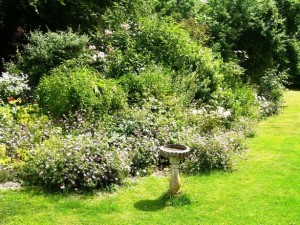 bird bath in garden 020 - Tree Finder